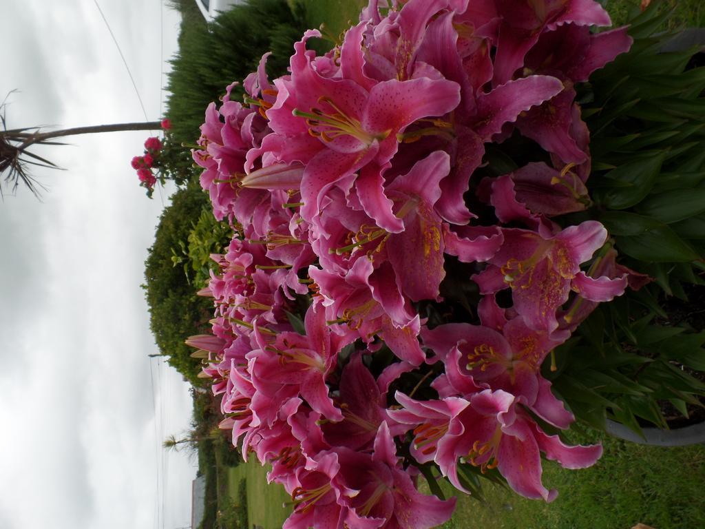 Bossiney House Hotel Tintagel Εξωτερικό φωτογραφία